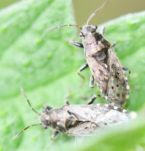 Heterogaster urticae